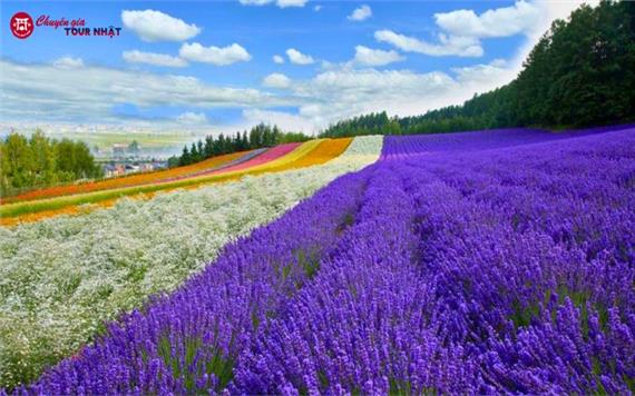 Tour Nhật Bản: Khám Phá Hokkaido Mùa Lavender Hè 2026